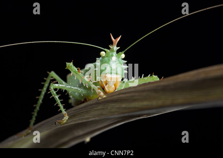 Stachelige Teufel Grashuepfer (Panacanthus Cuspidatus) Erwachsenen, ruht auf Blatt, Napo, Amazonien, Ecuador Stockfoto