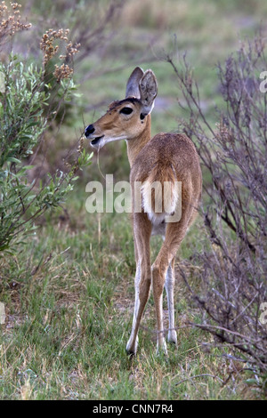 Weibliche Riedböcken in der Nähe von Kwara, Okavango Delta, Botswana - beachten Sie die charakteristische kurze buschige Rute Stockfoto