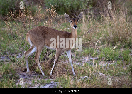 Weibliche Riedböcken in der Nähe von Kwara, Okavango Delta, Botswana - beachten Sie die charakteristische kurze buschige Rute Stockfoto