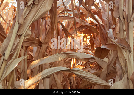 Maisfeld, trockene Halme. Stockfoto