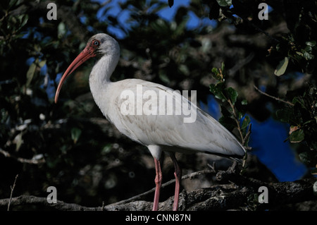 Weißer Ibis ruht in einem Baum im Nordosten Floridas Stockfoto