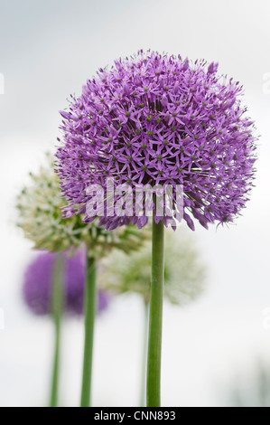 ALLIUM GLOBEMASTER GEMISCHT MIT ALLIUM STIPITATUM MOUNT EVEREST Stockfoto