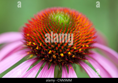 Echinacea Purpurea (Sonnenhut) in Bodnant Gardens in Wales genommen. Stockfoto