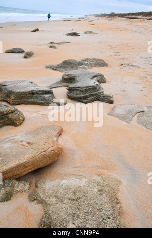 Coquina Felsen, Bestandteil einer zu Tage tretenden in Washington Eichen Gärten State Park Stockfoto