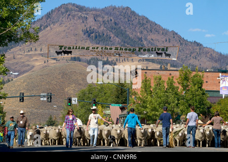 Schafe auf den Winter verschoben Weiden in den hinteren der Schaf-Parade auf der Main Street in Ketchum, Idaho, USA. Stockfoto