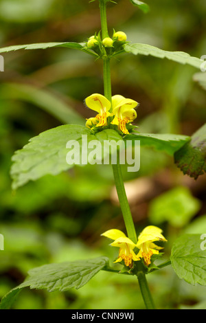 Gelbe Erzengel (Lamium Galeobdolon) wächst in Laubwald in Südwales. Stockfoto