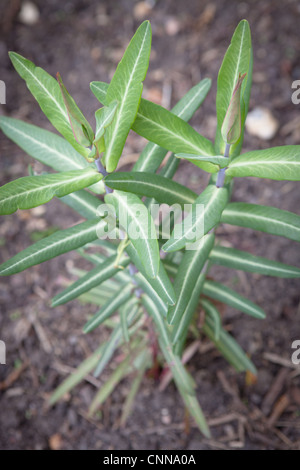 Euphorbia Lathyris (Caper Spurge oder Papier Wolfsmilch) Stockfoto