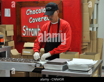 Arbeiter Verpackungen Pralinen bei der Angell und Phelps Schokolade Fabrik in Daytona Beach, Florida Stockfoto