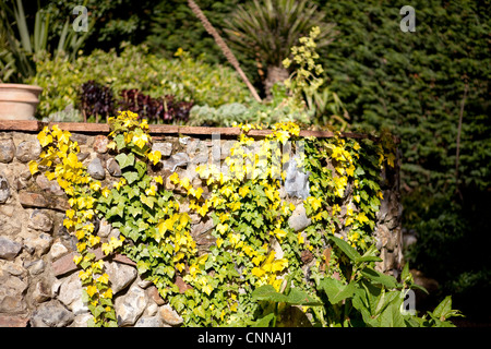 Hedera Helix - gemeinsame Efeu oder Englisch Efeu Stockfoto