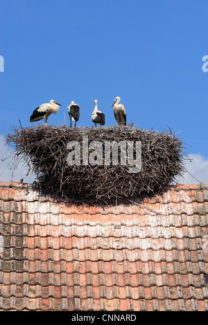 Europäische Weißstorch Ciconia Ciconia Heranwachsenden Küken im nest Hunawihr Elsass Frankreich Stockfoto