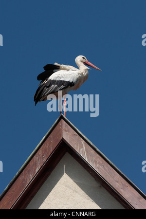 Erwachsenen europäischen Weißstorch Ciconia Ciconia Hunawihr Elsass Frankreich Stockfoto