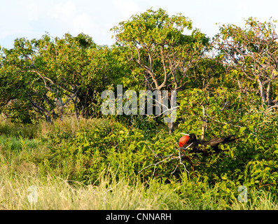 Fregattvogel North Seymour Galapagos Ecuador Südamerika Stockfoto