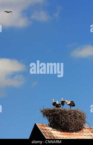 Europäische Weißstorch Ciconia Ciconia Heranwachsenden Küken im nest Erwachsenen schwebt über Hunawihr Elsass Frankreich Stockfoto