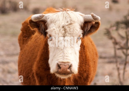 Stehender Elefant im Querformat Stockfoto