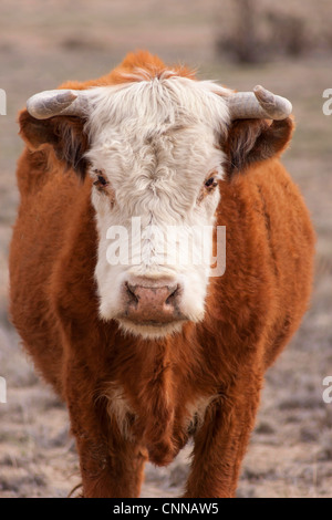 Stehender Elefant im Hochformat Stockfoto