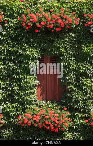 Geranie gefüllten Blumenkästen in einer malerischen Kleinstadt in der Weinbau-Region Efeu gekleidet Holzklappläden Frankreich Elsass Stockfoto