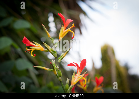 Rote Blüte Canna hybride Blume Stockfoto