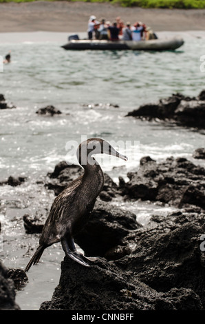 Flugunfähige Kormorane (Phalacrocorax Harrisi) Galapagosinseln Ecuador Stockfoto