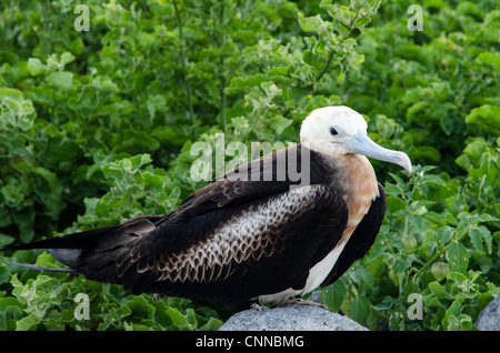 Fregattvogel North Seymour Galapagos Ecuador Südamerika Stockfoto