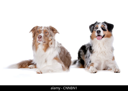 Zwei Australian Shepherd Hunde vor einem weißen Hintergrund Stockfoto