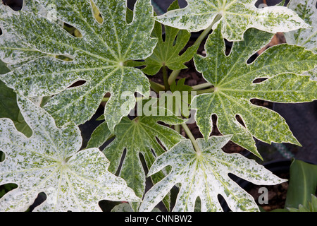 Fatsia Japonica Spider web Stockfoto