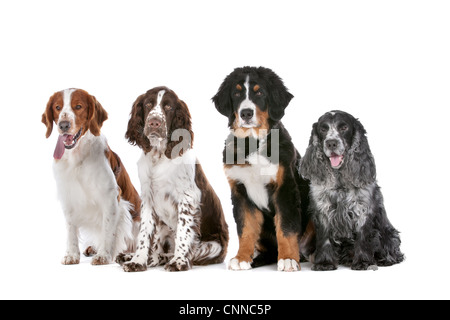 zwei Springer Spaniel, ein Berner Sennenhund Welpe und ein Cocker spaniel Stockfoto