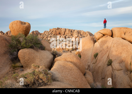 Mann im roten Hemd stehen auf große Felsen, Jumbo Rocks Gegend, Joshua Tree Nationalpark, Kalifornien (MR) Stockfoto