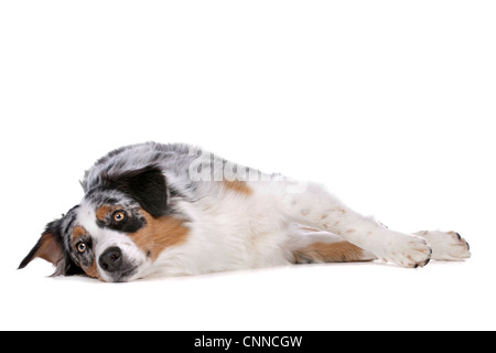 Australischer Schäferhund vor einem weißen Hintergrund Stockfoto