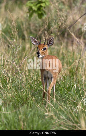 Eine männliche Steinböckchen nur Männchen Hörner gemeinsame kleine Antilope südlichste östlichen Afrika manchmal keine Steinbok die unglücklichen Stockfoto