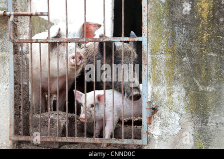 Schwein, Eber und Ferkel im Stall auf der Farm, Sardinien, Sardinien, Italien, Italia Stockfoto