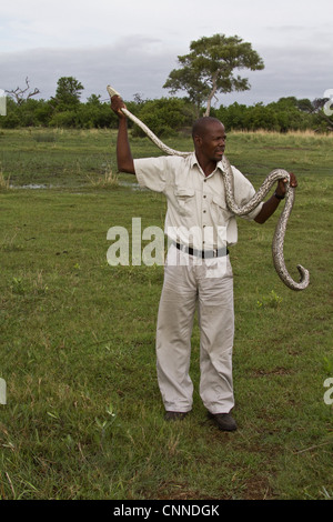 Halten eine afrikanische Rock Python - Okavangodelta. Stockfoto