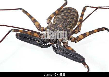 Tansanische Tailless Peitsche Riesenskorpion (Damon Diadema) Erwachsene, Nahaufnahme von angepassten Zange-ähnliche Pedipalpen Stockfoto