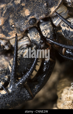 Bunte Tailless Peitsche Scorpion (Damon Variegatus) Erwachsene weiblich, close-up der Palpen mit sichelartigen Sporen, Zentralafrika Stockfoto