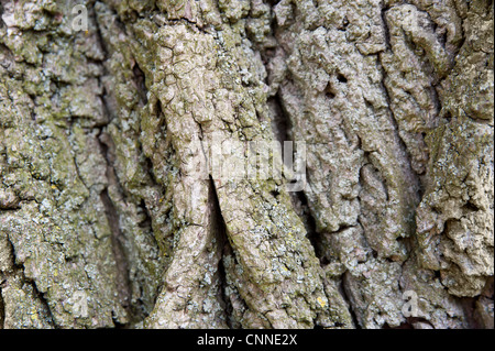 Textur des Baumes Rinde, Ontario, Kanada Stockfoto