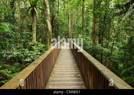 Boardwalk durch Regenwald, Daintree Nationalpark, Queensland, Australien Stockfoto