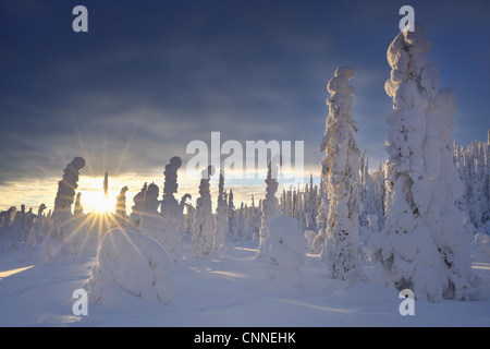 Valtavaara, Kuusamo, Nordösterbotten, Provinz Oulu, Finnland Stockfoto