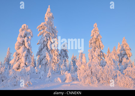 Kuusamo, Nordösterbotten, Provinz Oulu, Finnland Stockfoto