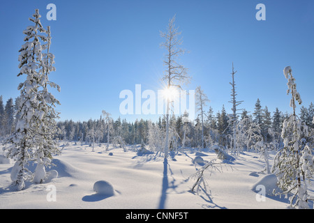 Sonne durch Schnee bedeckt Nordösterbotten Bäume, Kuusamo, Finnland Stockfoto