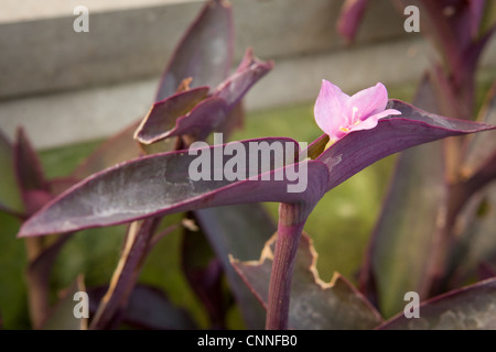 Tradescantia Pallida 'Purple Heart' Stockfoto