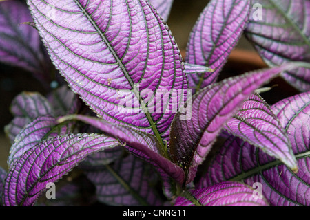 Strobilanthes Dyerianus (persische Schild) Stockfoto