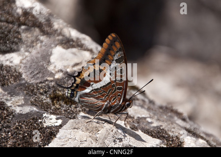 Zwei tailed Pascha Schmetterling, Claraxes Jasius, Extremadura, Spanien. Stockfoto