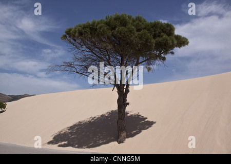 Stein-Kiefern sind durch die beweglichen Sanddünen der Coto Donana, Spanien verschlungen. Stockfoto