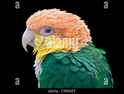 White-Bellied Caique (Pionites Leucogaster) Stockfoto
