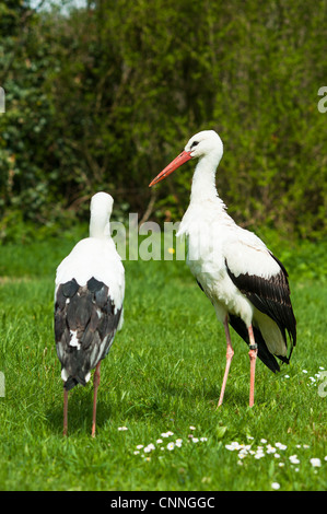 Weißstorch (lat. Ciconia Ciconia) auf der grünen Wiese im Frühling Stockfoto