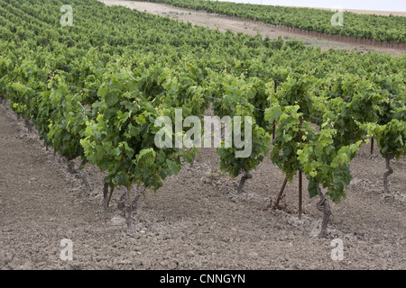 Trauben wachsen in kalkhaltigen Böden, erfolgt diese Trauben in La Gitana Sherry. Andalusien Spanien. Stockfoto