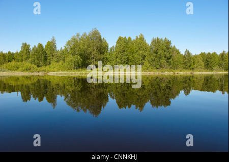 Bäume im noch See widerspiegelt Stockfoto