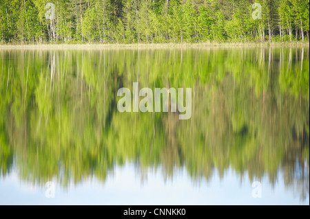 Bäume im noch See widerspiegelt Stockfoto