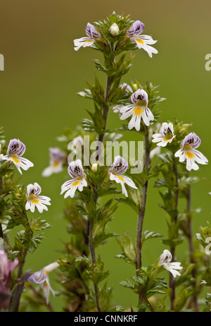 Gemeinsamen Augentrost (Euphrasia Nemorosa) Blüte, wächst auf Kalkstein Grünland, Dorset, England, september Stockfoto