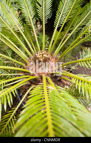 CYCAS Revoluta Cycad - A zurückschneiden Baumfarn aufgrund des frühen Wachstums durch Winterfröste verkümmert Stockfoto