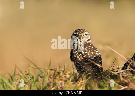 Kanincheneule - Athene Cunicularia - Cape Coral, Florida Stockfoto